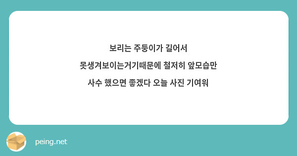 보리는 주둥이가 길어서 못생겨보이는거기때문에 철저히 앞모습만 사수 했으면 좋겠다 오늘 사진 기여워