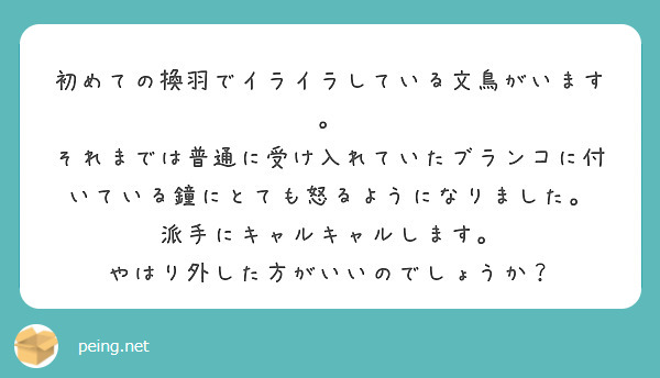 初めての換羽でイライラしている文鳥がいます。
それまでは普通に受け入れていたブランコに付いている鐘にとても怒るようになりました。
派手にキャルキャルします。
やはり外した方がいいのでしょうか？