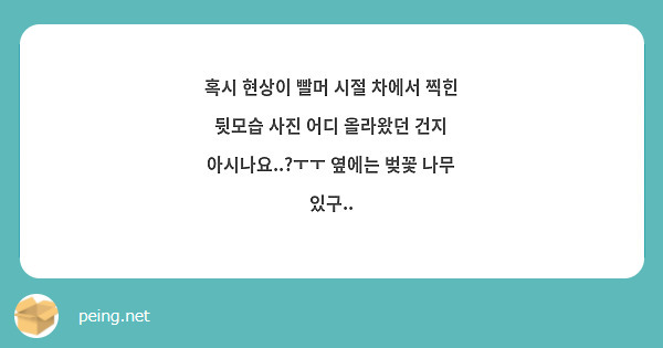혹시 현상이 빨머 시절 차에서 찍힌 뒷모습 사진 어디 올라왔던 건지 아시나요..?ㅜㅜ 옆에는 벚꽃 나무 있구..