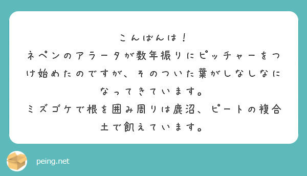 こんばんは！
ネペンのアラータが数年振りにピッチャーをつけ始めたのですが、そのついた葉がしなしなになってきています。
ミズゴケで根を囲み周りは鹿沼、ピートの複合土で飢えています。
