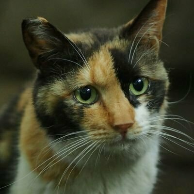 らんさぁ たぁぼ 😻