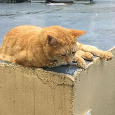 真