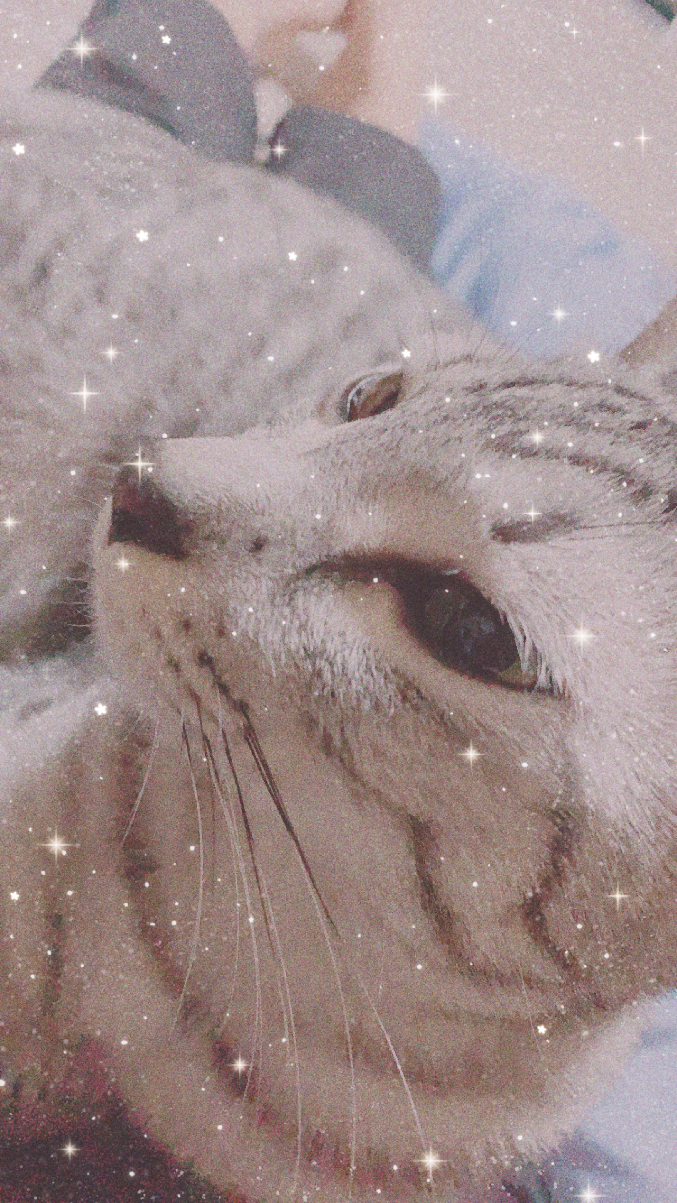 Ciero