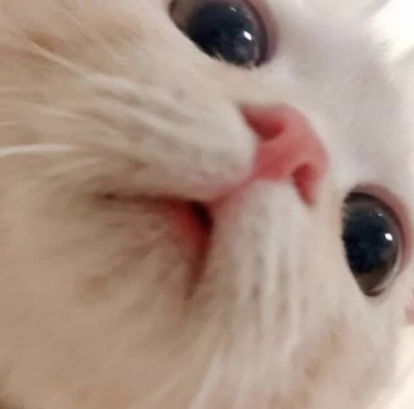 최삽삽