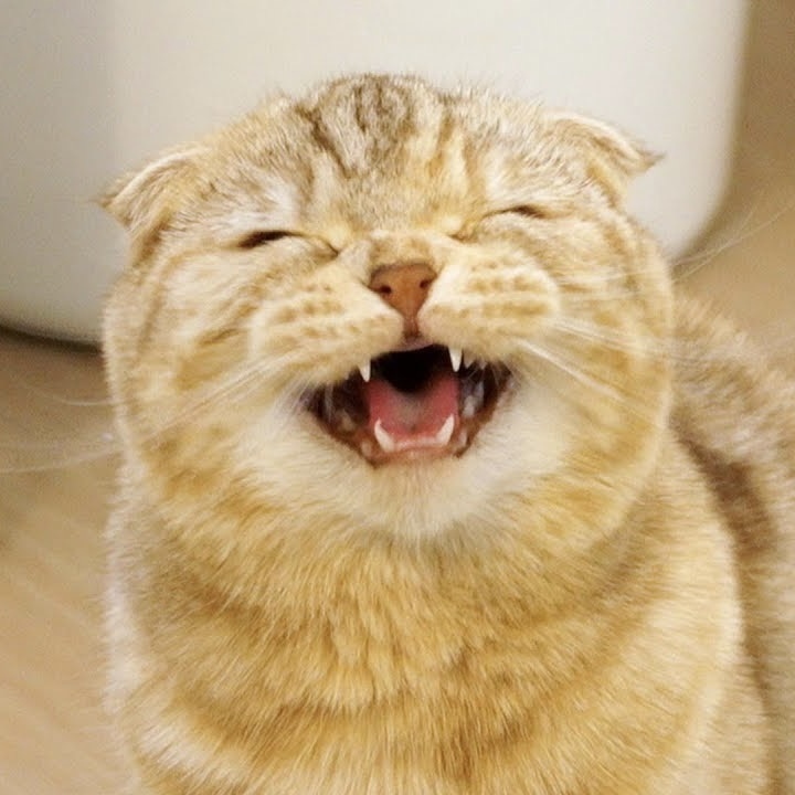 𝙠𝙞𝙩𝙩𝙮.