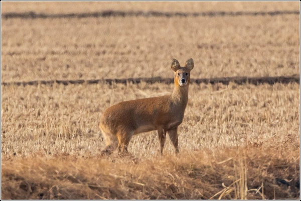 고란🦌