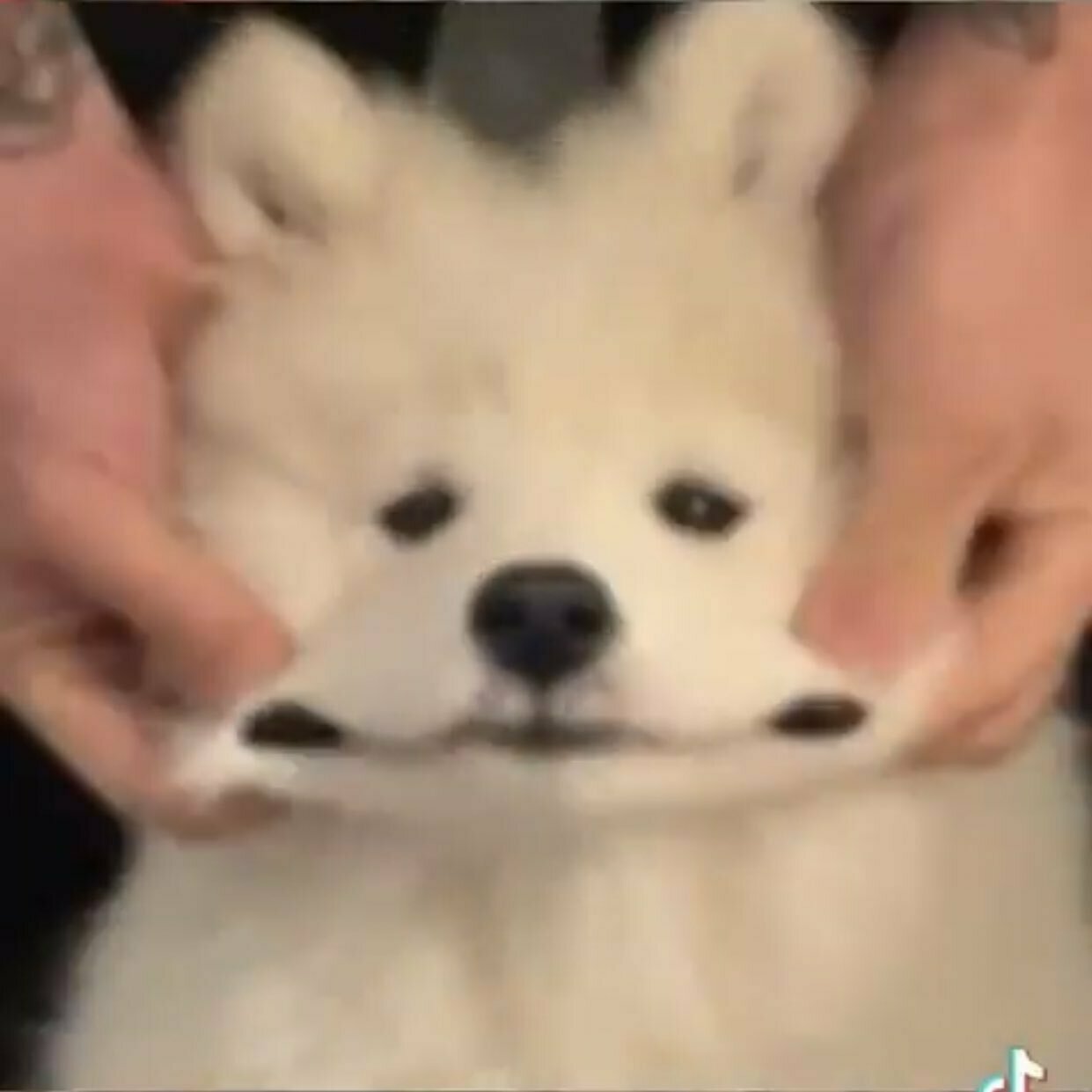 팜므