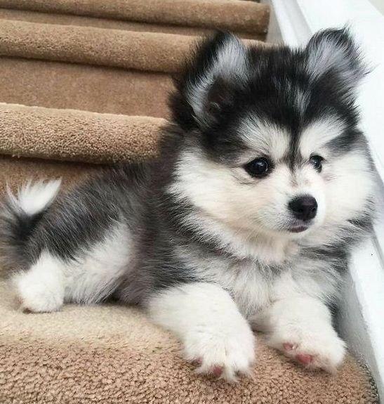 몽몽