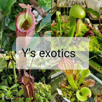 山田食虫植物農園(Y's Exotics)＠農園の日常