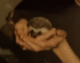 숲