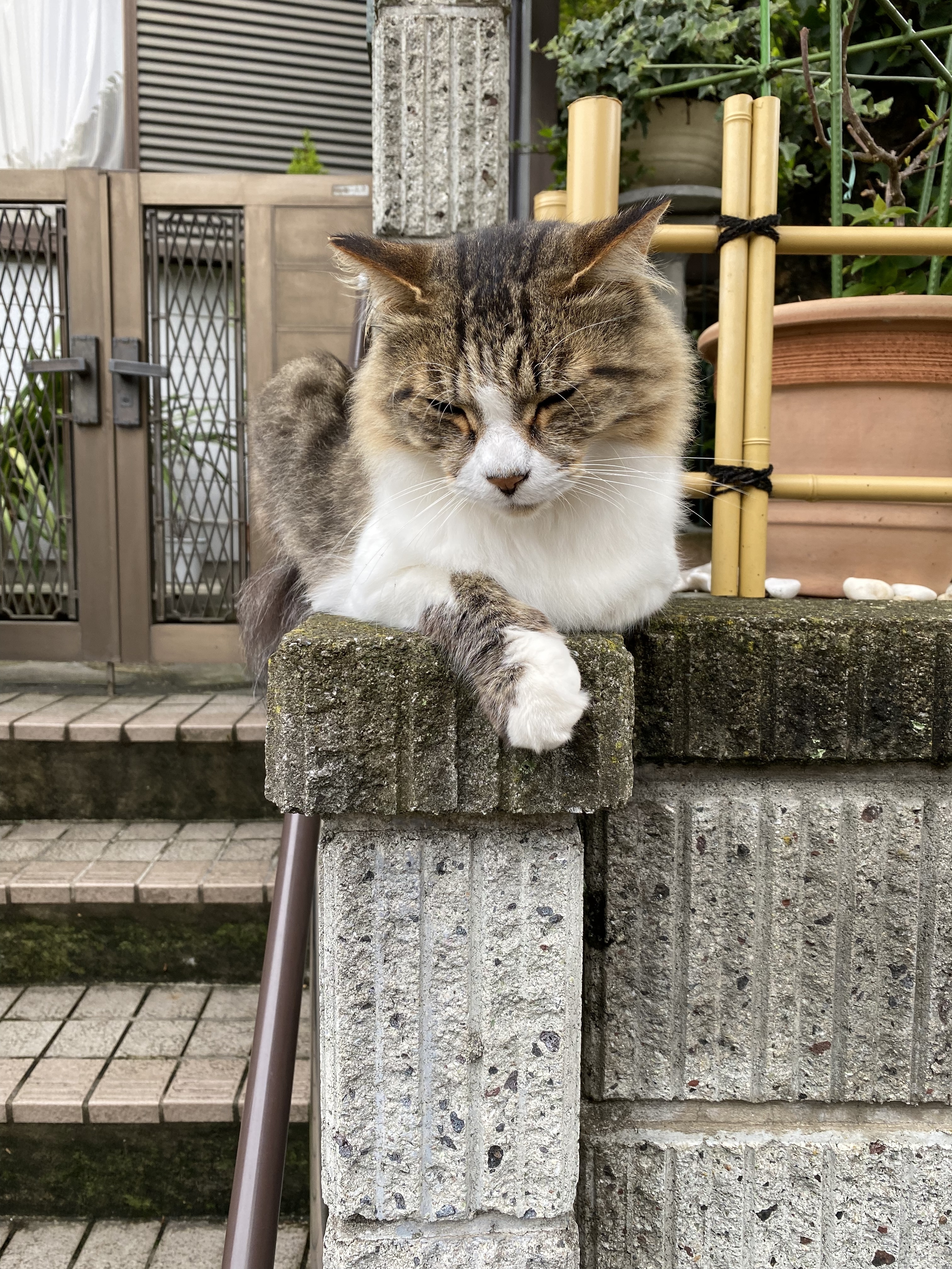秋武(あきたけ)