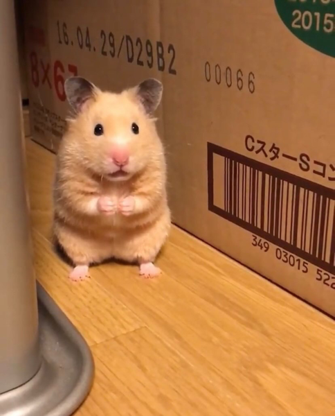 핀아