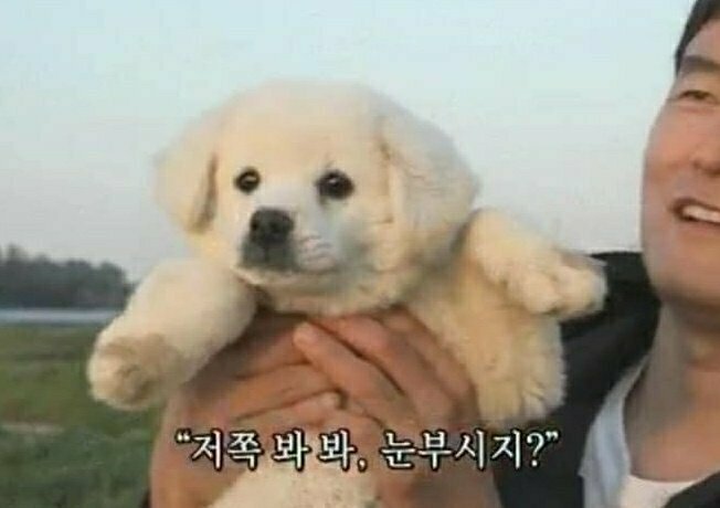 핑자