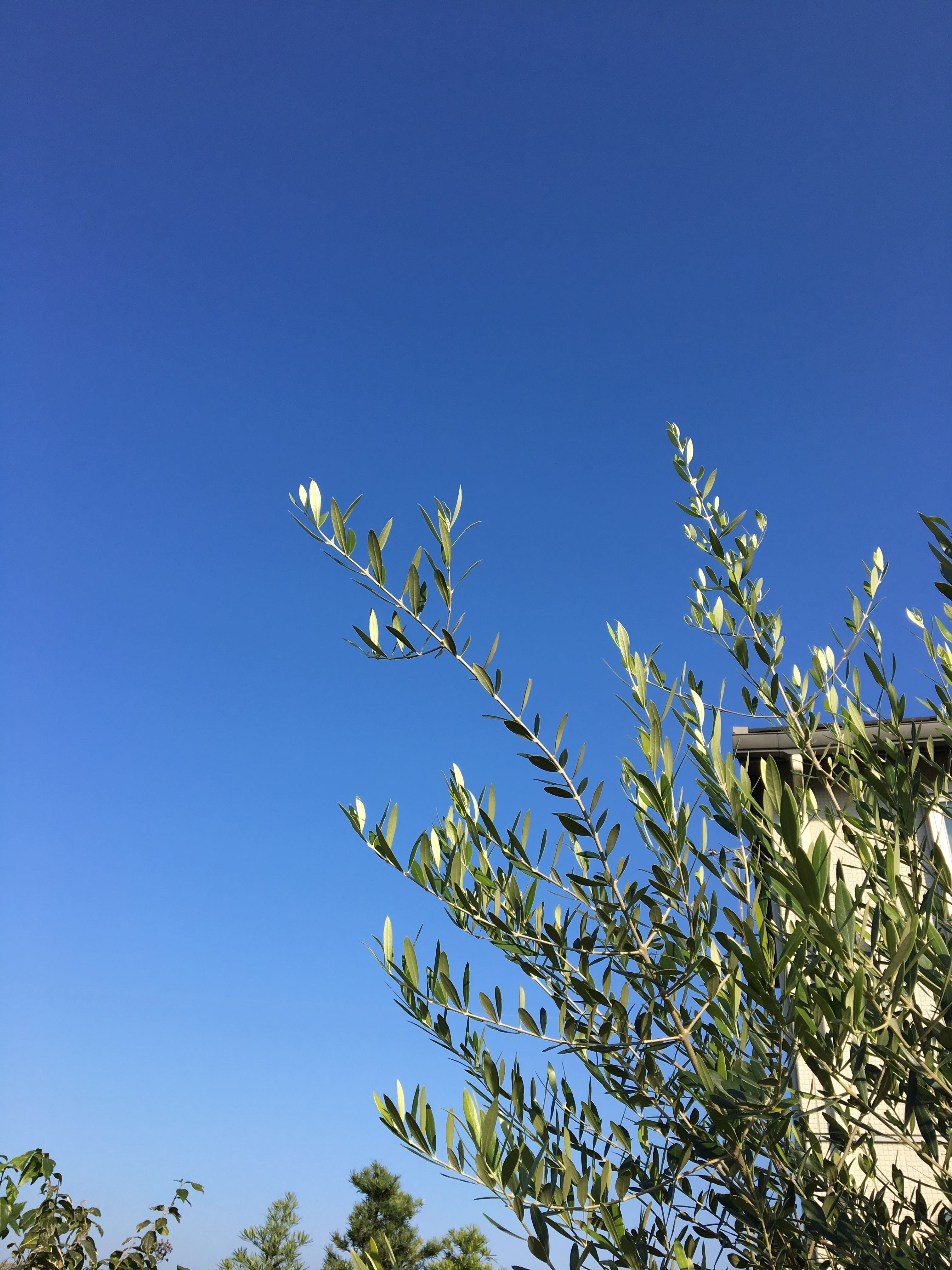 こちび