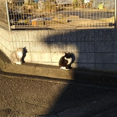 かぃぉぅ