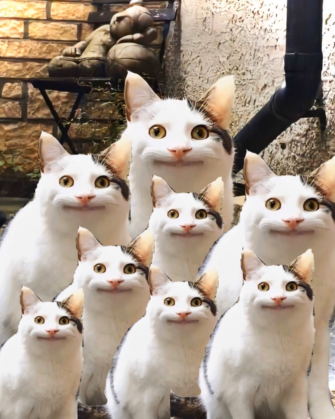CATS