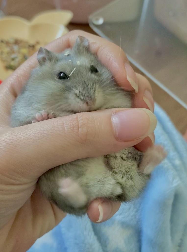 뿌루쮸