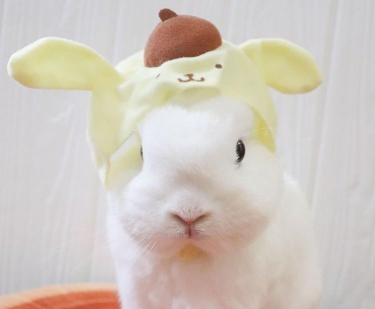 짝