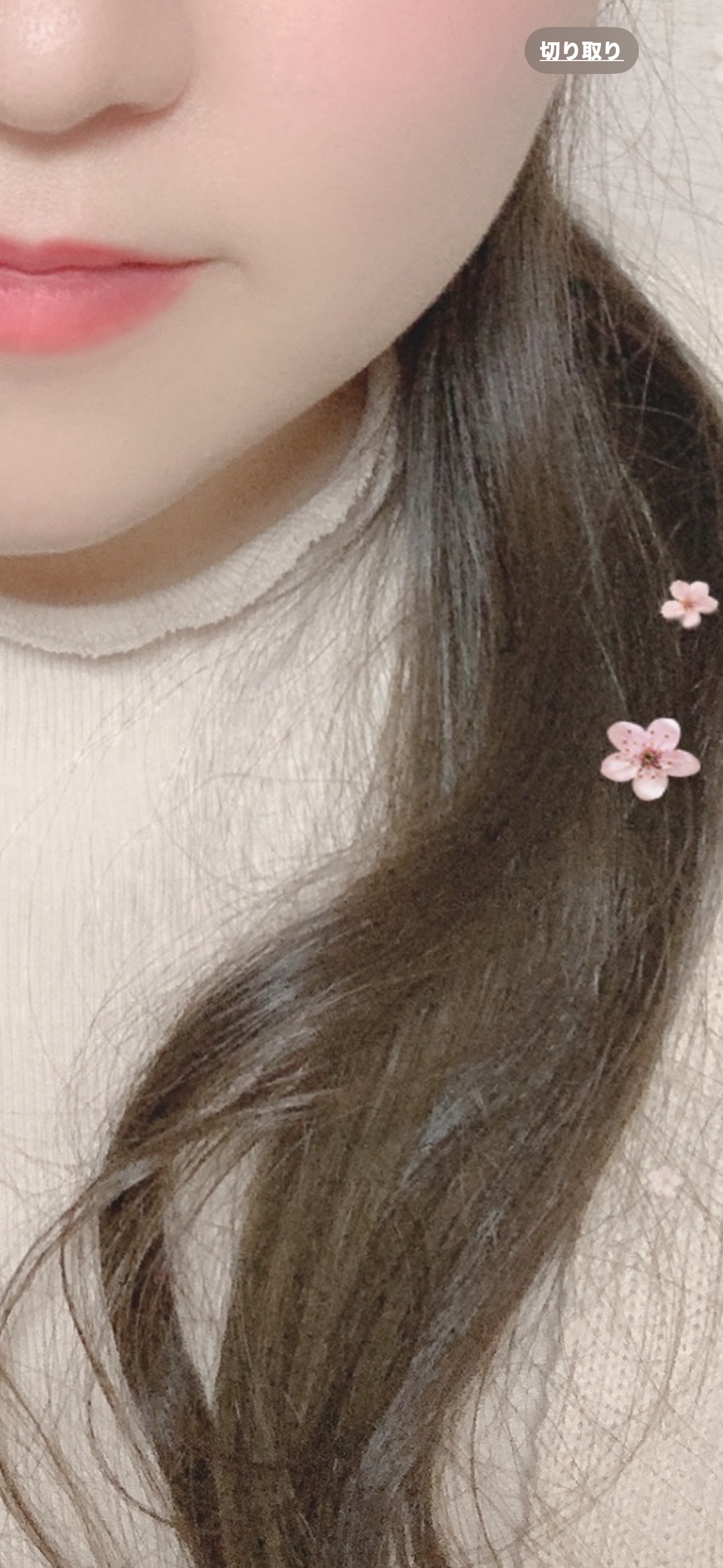 ぷに子さん🐨