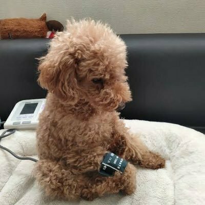 と医ぷーどる。