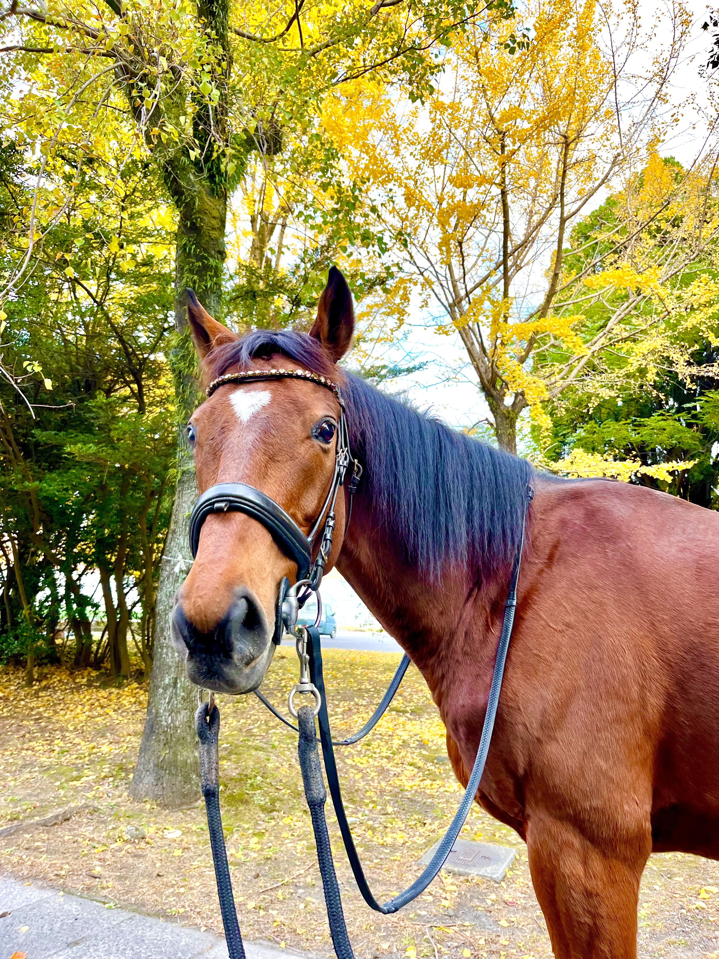 鹿児島大学馬術部