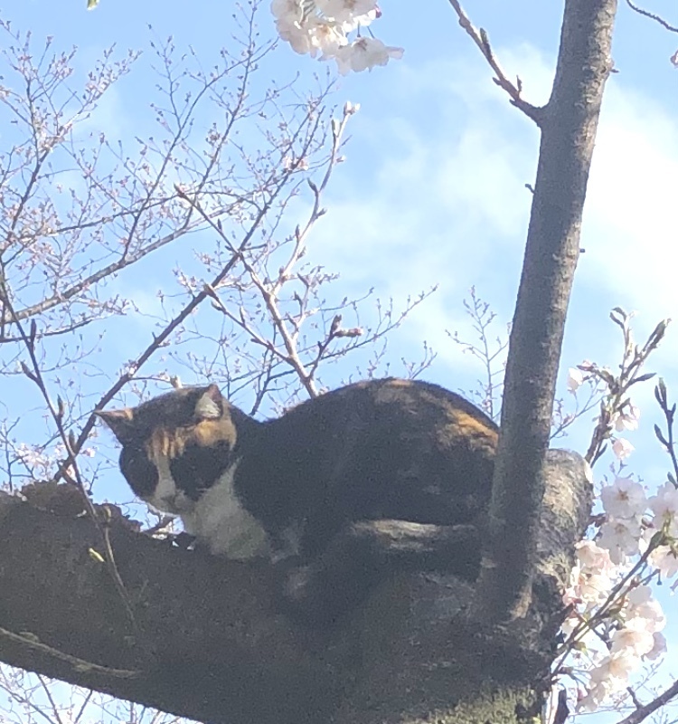 ジャスむン