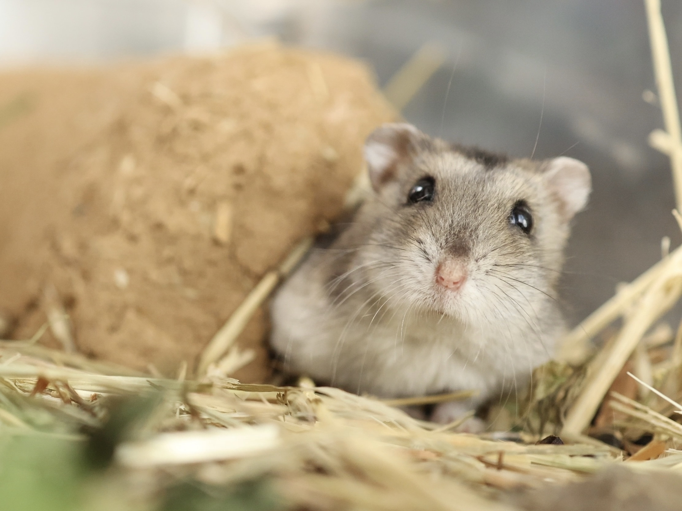 塩対応ジャンガリアン飼育研究所