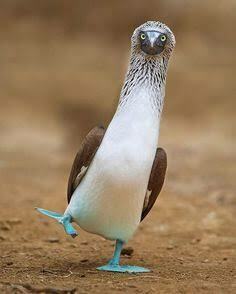 Booby Bird