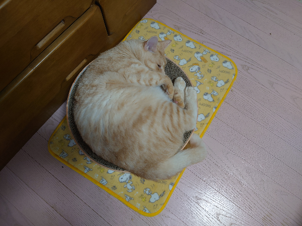 アブラマシマシ