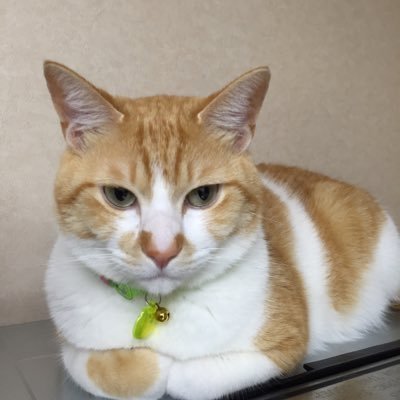 トプ画のねこかわいいですね Peing 質問箱