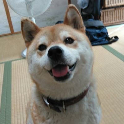 柴犬くう