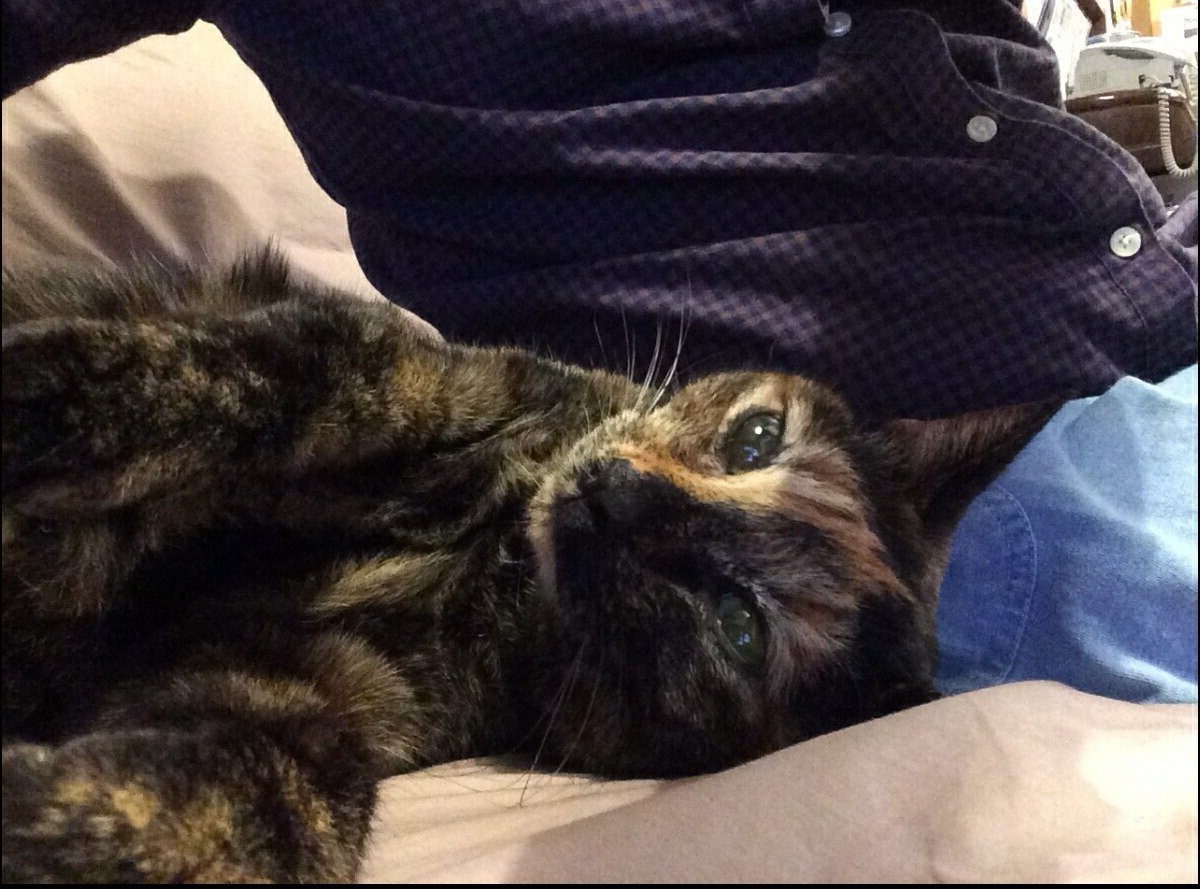みまもりたち