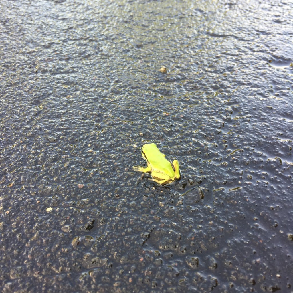 新山田暁神