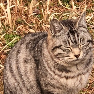 りゅーせい