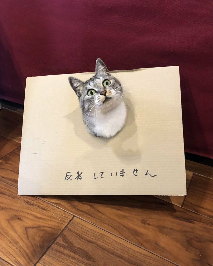 Ky(猫田)