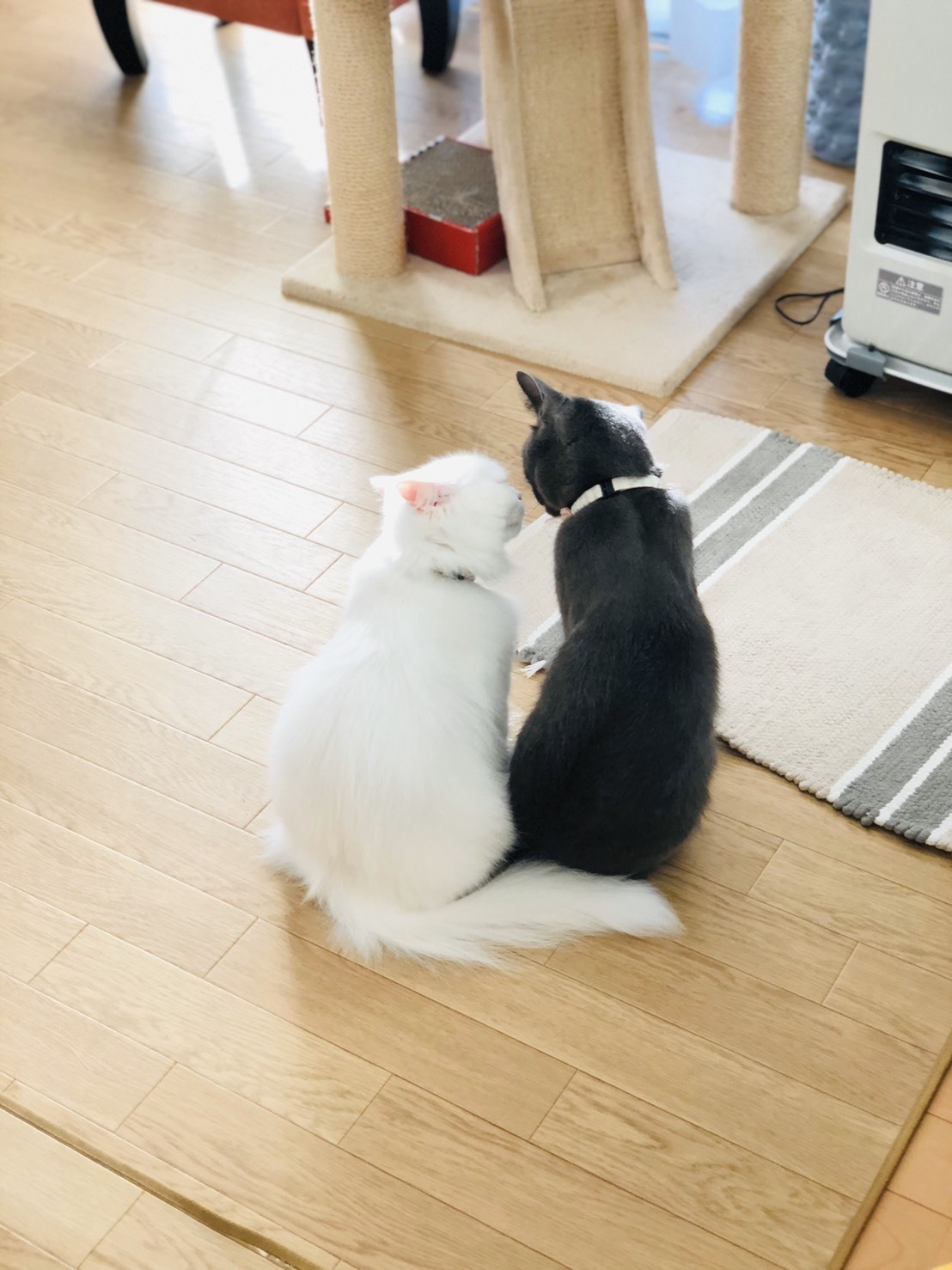 🥖ふらんすぱん🥖