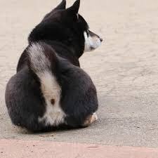 しばけつ