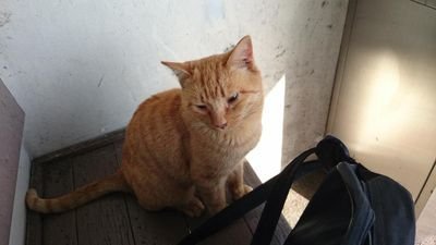 再生 紫電・怪猫