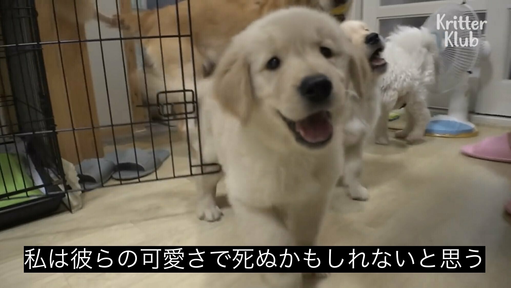 ヌードル名誉教授
