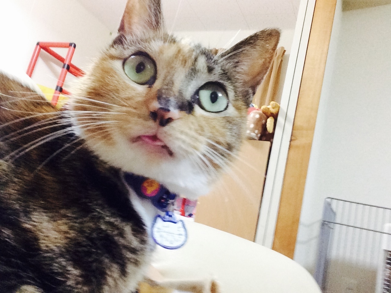 ツキ