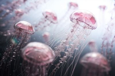 Icea羞恥幻想