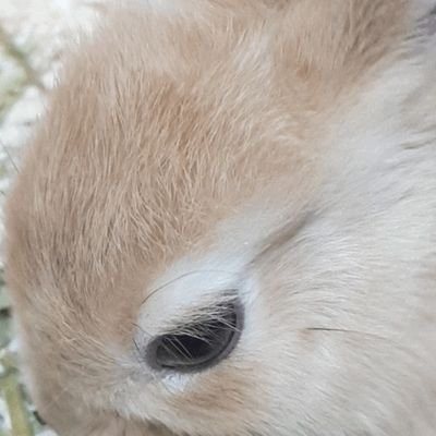 토끼릴리