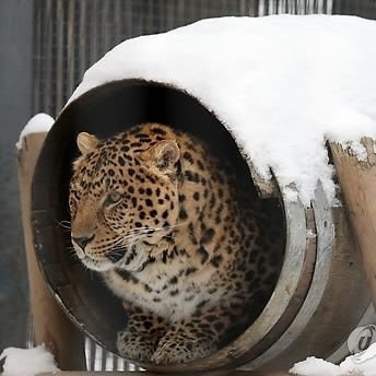 Pardus