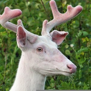 グンダ🦌WhiteDeer007🦌ダング