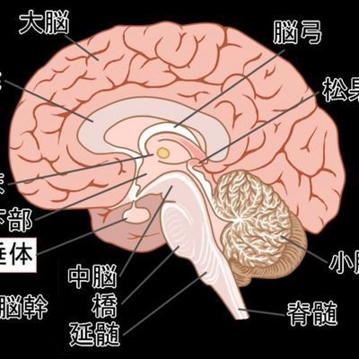 間脳視床㈱