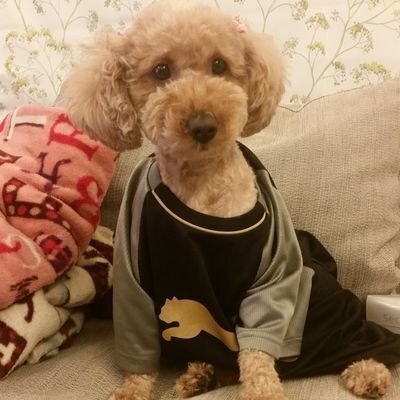 🐶