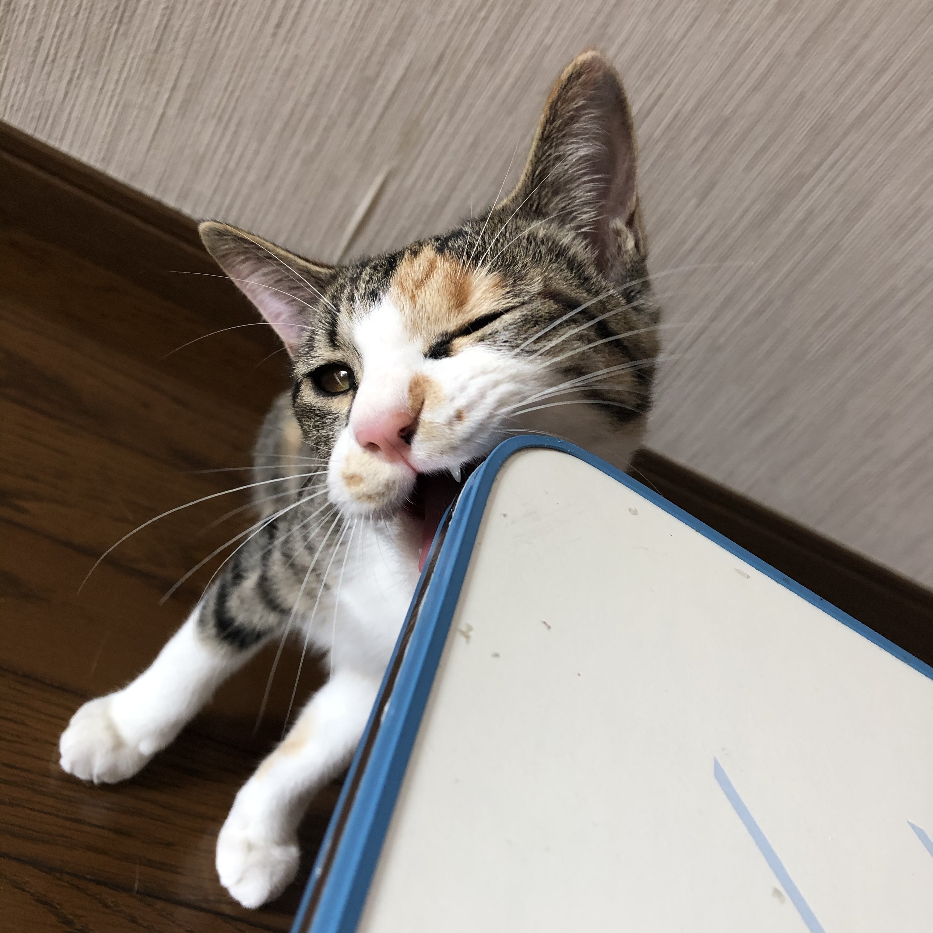 ｬ!