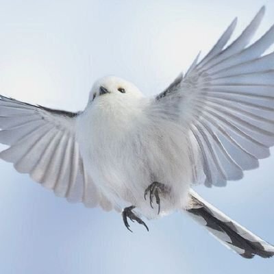 릇시
