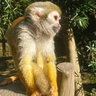 ももな