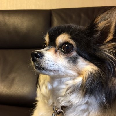 犬